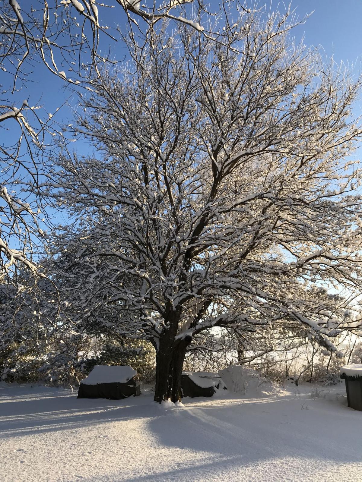 Snow 2018