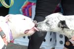Orland Township's 10th Pet-Palooza