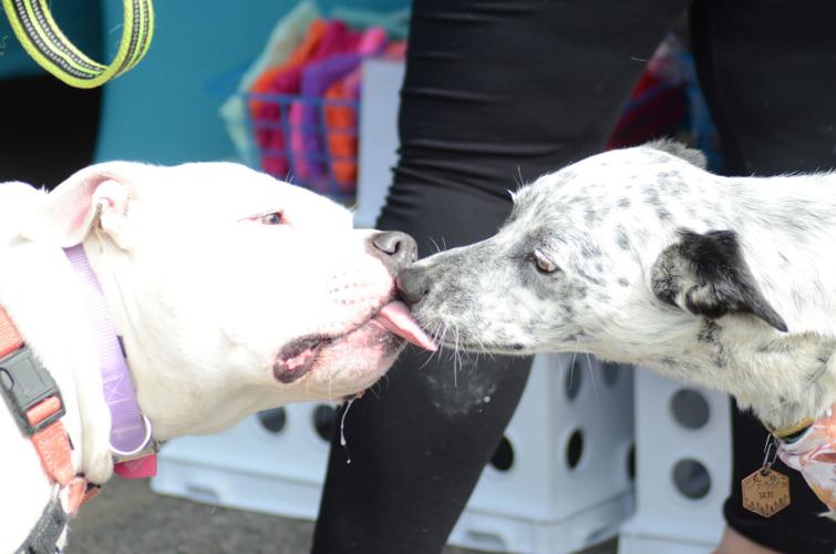 10th annual Orland Township Pet-Palooza