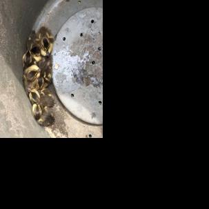 Lucky ducks saved from Michigan City sewer drain