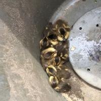 Lucky ducks saved from Michigan City sewer drain