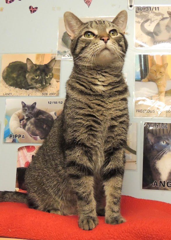 Vincenzo