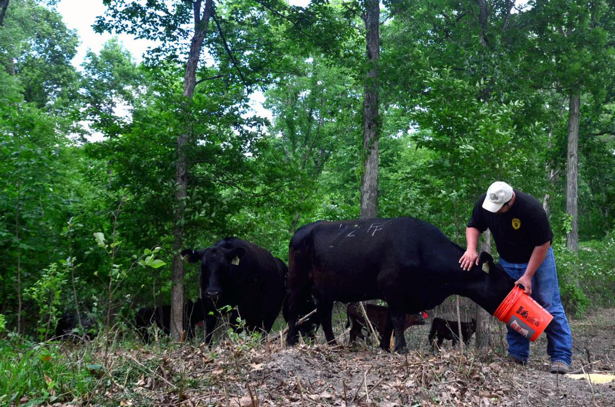 Linz Heritage Angus in Crown Point contributes to effort to boost cow herd productivity