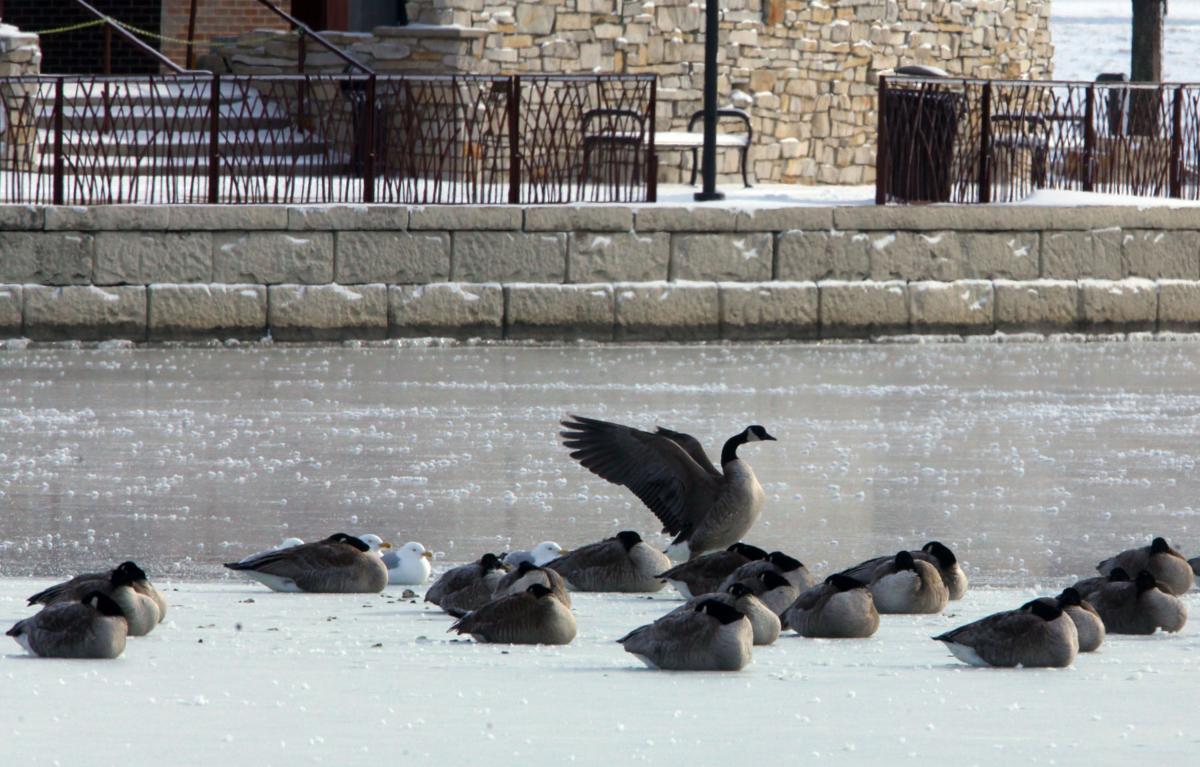 Geese and gulls on the lake at Centennial Park