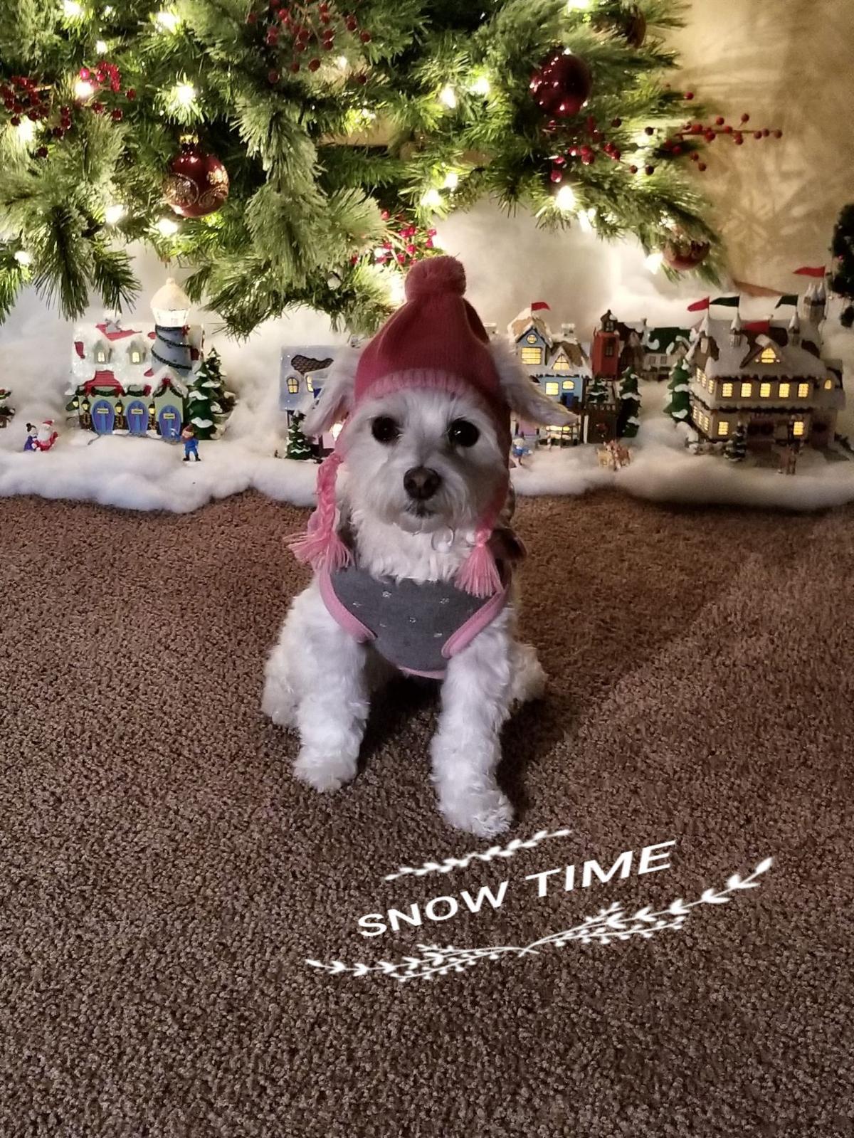 Gallery The Times Cutest Pets of Winter 2018 Contest Lifestyles Pets