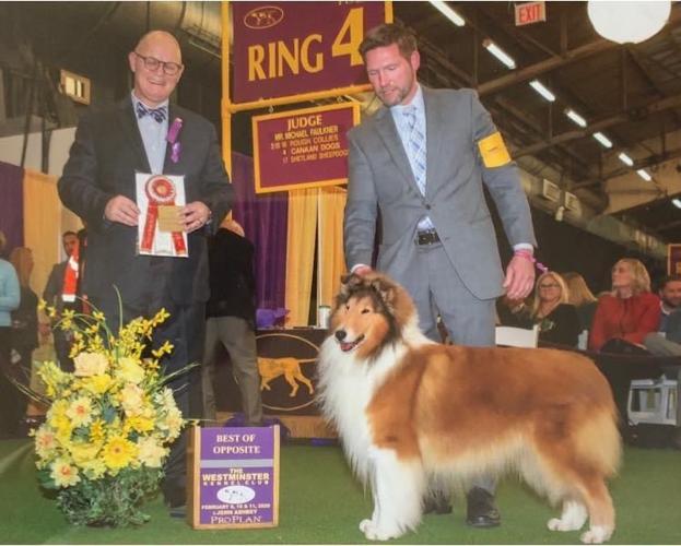 Westminster 'best of' is the leader of the pack at Rohde Collies