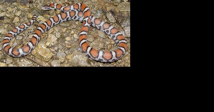 Illinois adopts new sssssssssstate ssssssssssymbol - Vimarsana News