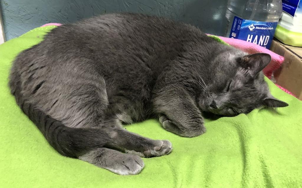 Gallery Pets Of The Week Meet Inky Pets Nwitimes Com