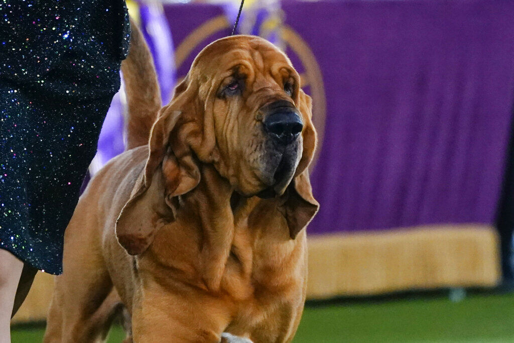 Dog co-owned by Tim McGraw wins new breed at show