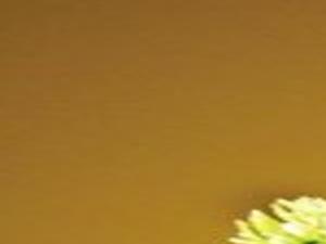 Follow This Advice For Starting A Miniature Tree Collection Home Garden Nwitimes Com