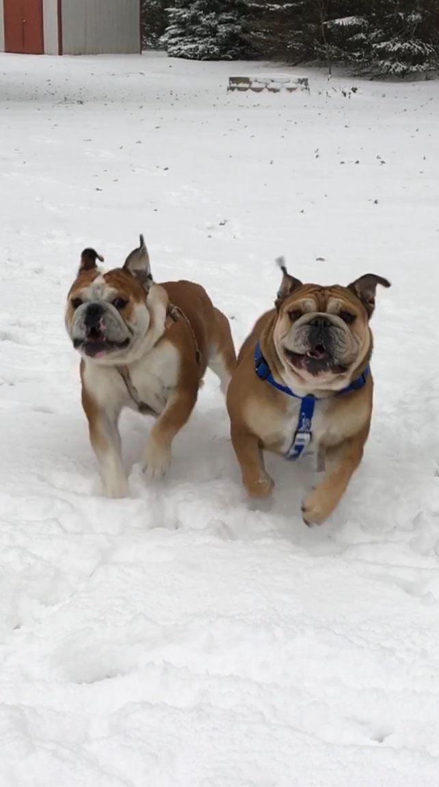 Snow 2018