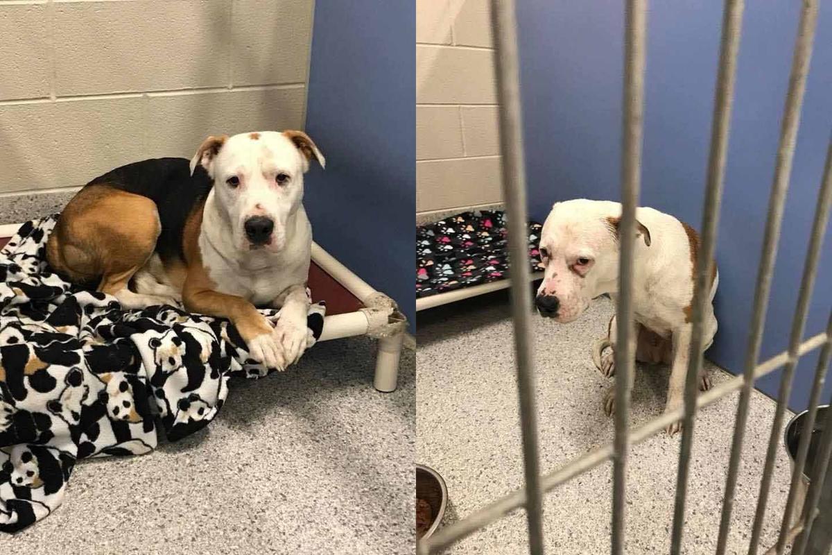 Officials looking for who abandoned three dogs in Valparaiso park