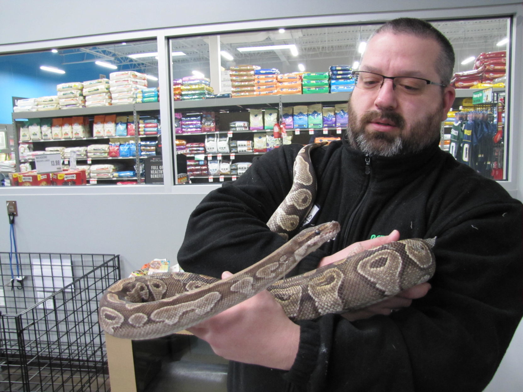 patterdale terrier puppies for sale near me