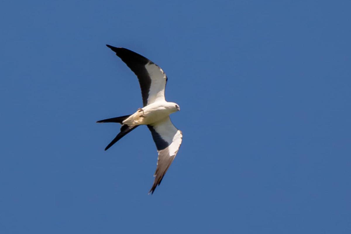 Swallow-tailed kite makes Will County debut