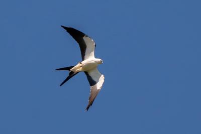 Swallow-tailed kite makes Will County debut