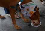 Orland Township's 10th Pet-Palooza