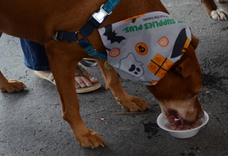 10th annual Orland Township Pet-Palooza