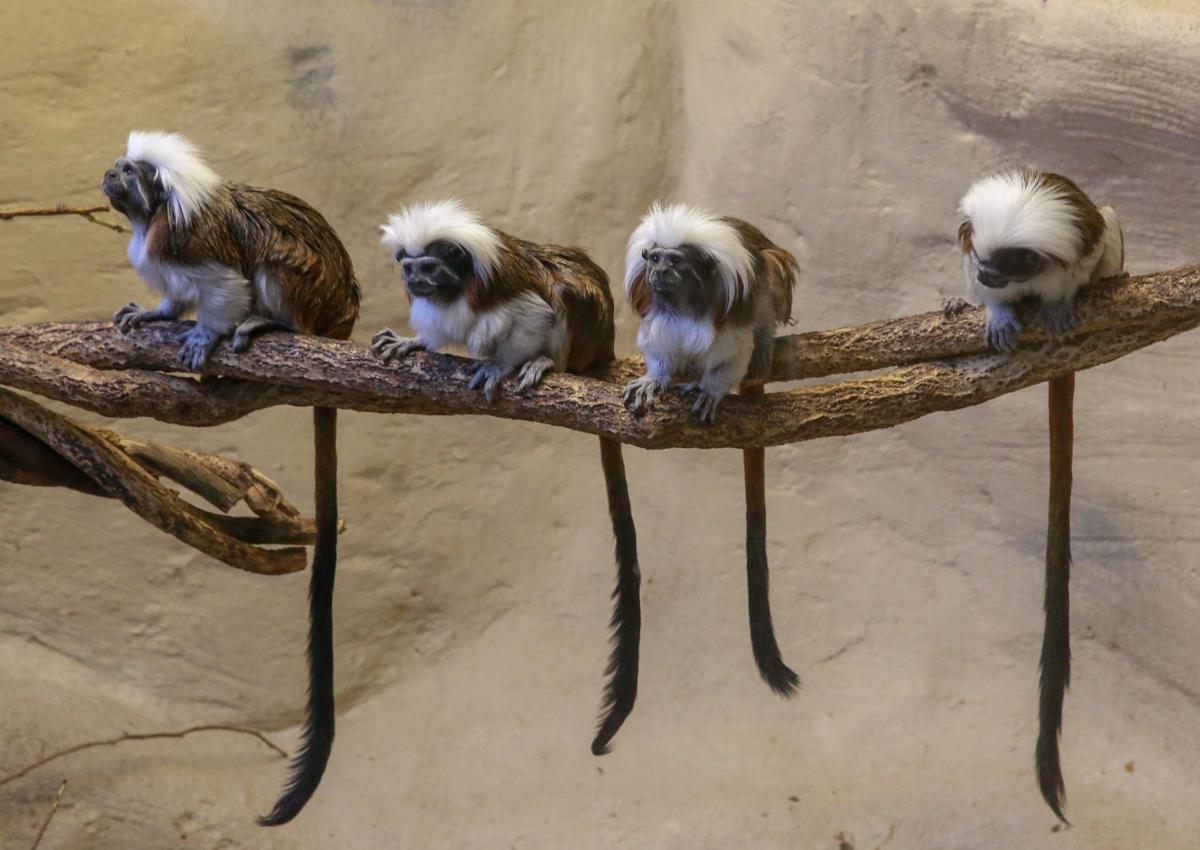 Washington Park Zoo sets attendance record | Government and Politics