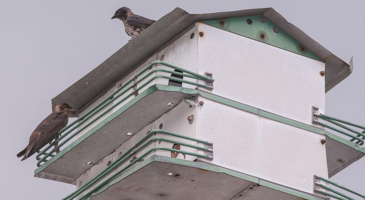 Highland man a tireless caretaker of fascinating Purple Martins