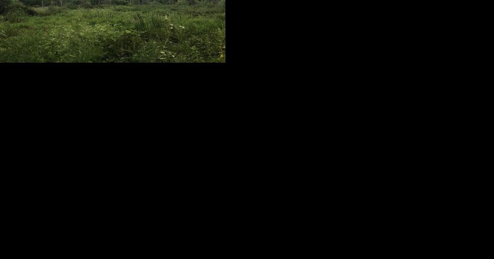 Indiana Dunes National Park to host Great Marsh Trail hike - Vimarsana News