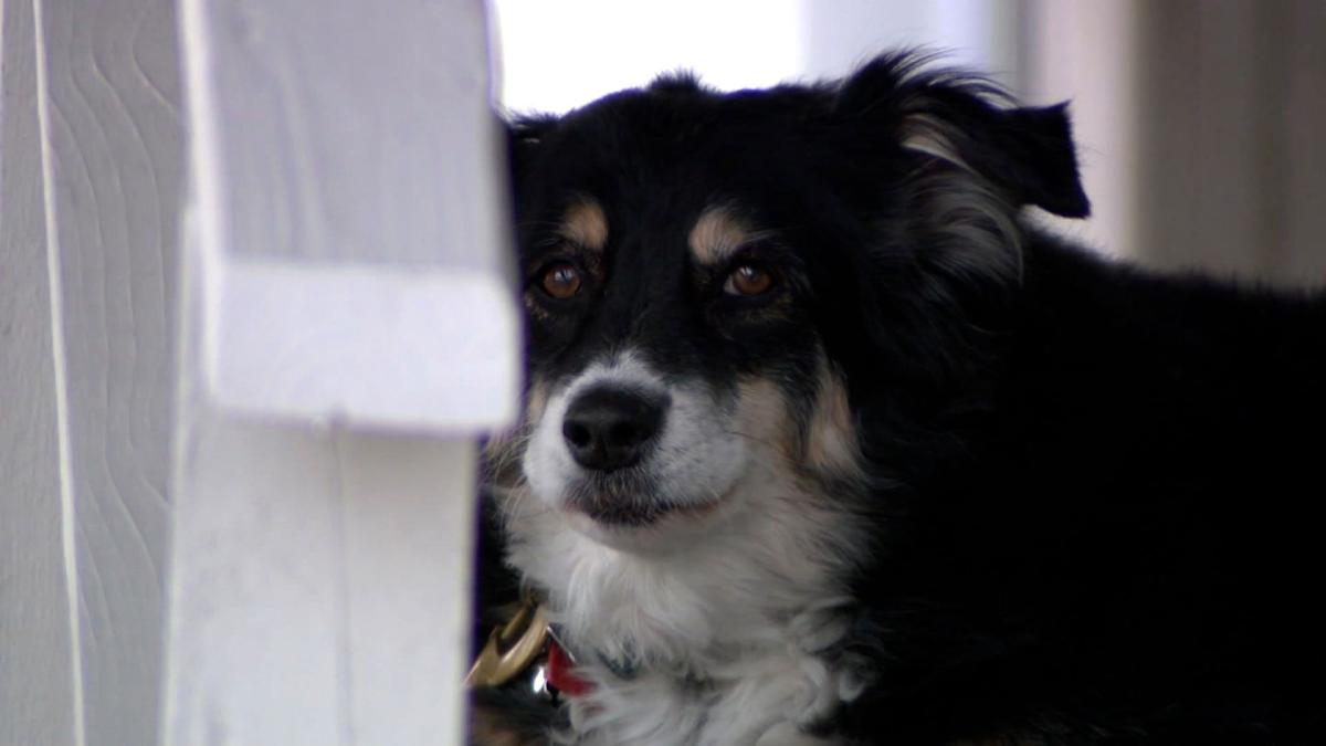 An 8 Year Old Border Collie Named Lulu Is Inheriting A 5 Million Trust National News Nwitimes Com An 8 Year Old Border Collie Named Lulu Is Inheriting A 5 Million Trust National News Nwitimes Com