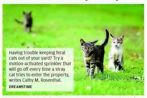 Discourage feral cats from your yard