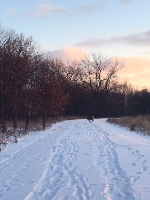 Snow 2018