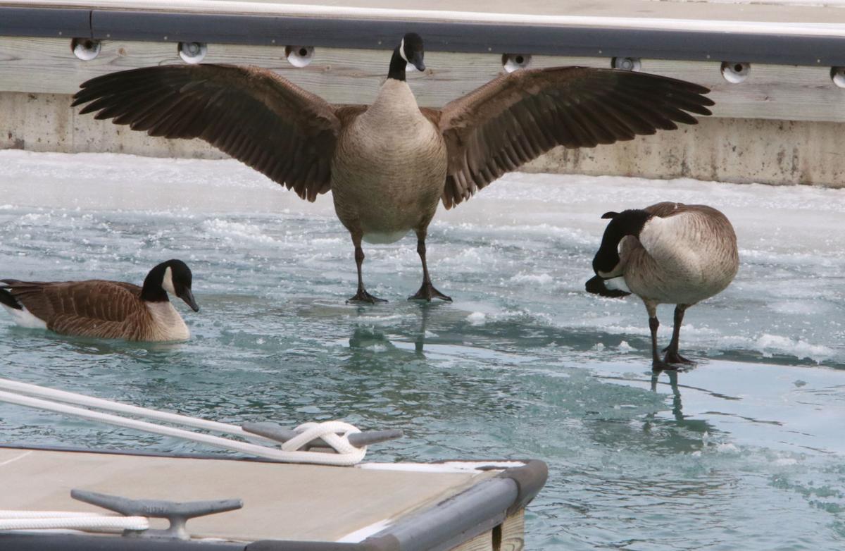 Geese and gulls at Whihala Beach