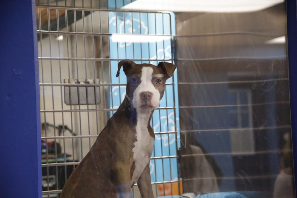 Humane Indiana opens at Alsip_0737.JPG
