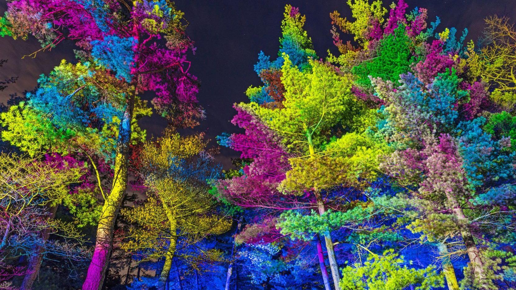 Night lights: Morton Arboretum's trees are awash with seasonal colors - Vimarsana News
