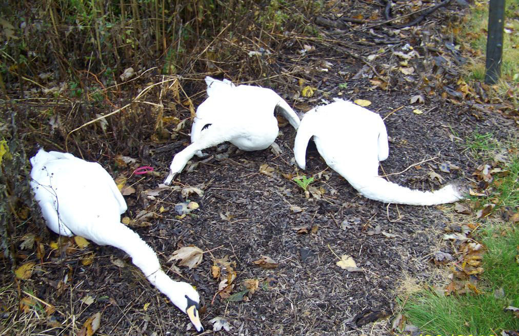Lead poisoning present in dead Hammond swans Lake County News