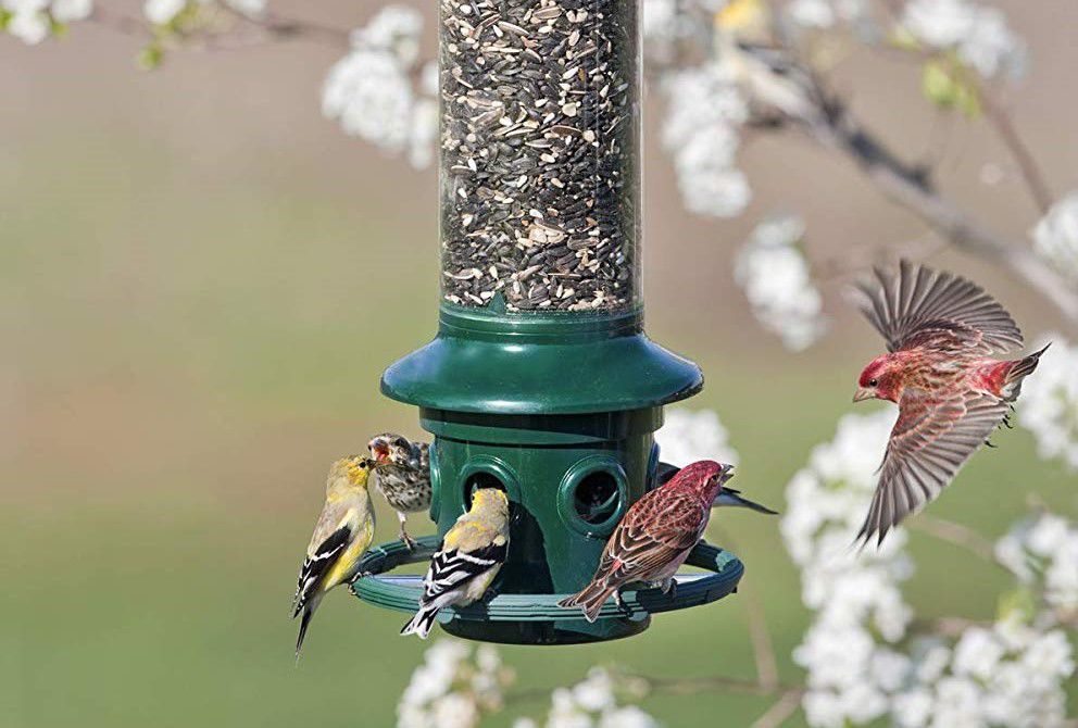 Finally A Way To Keep Squirrels Out Of Your Bird Feeder