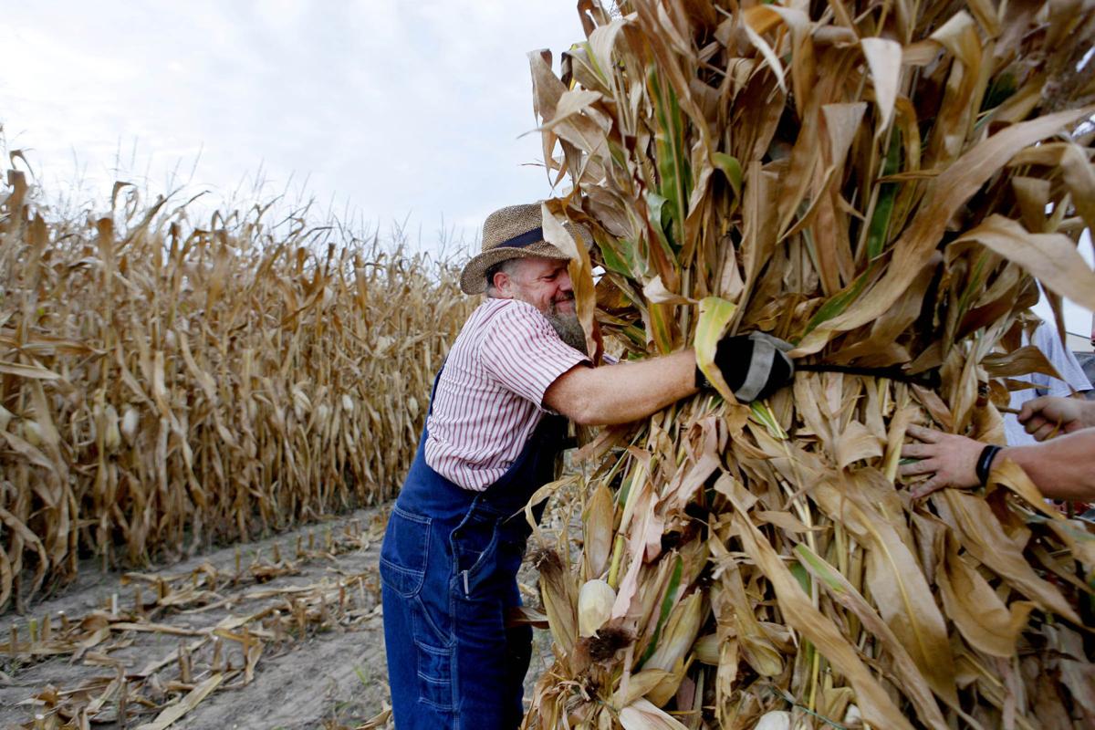 The shocking way to dry corn Northwest Indiana History