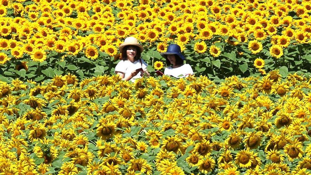 Heat Wave Causes Sunflowers To Bloom Early National News Nwitimes Com