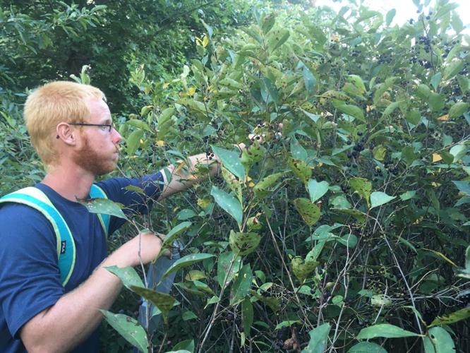 Will County chokeberry seeds getting their closeup in genetic preservation program