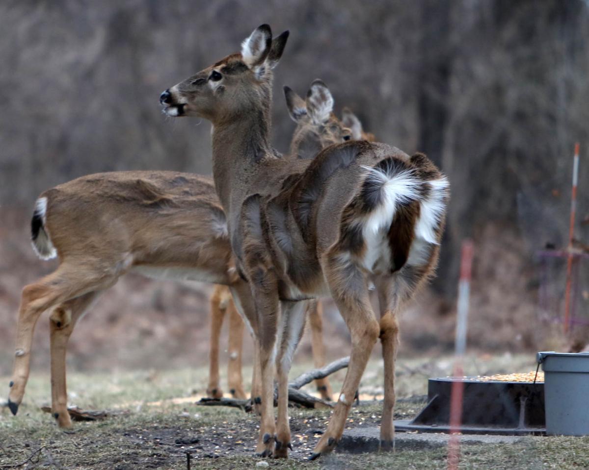 Deer in Munster
