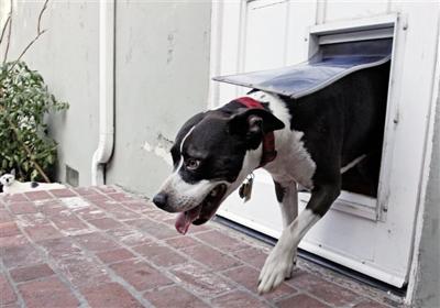 Do Not Enter Doggy Doors Can Invite Burglars And Unwanted