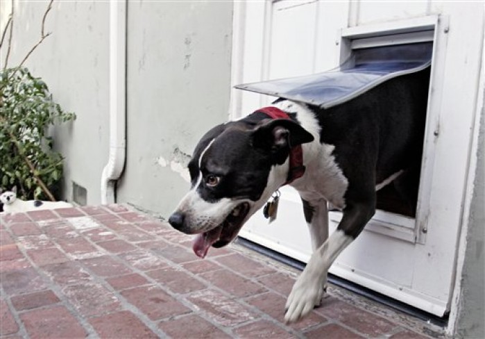 large dog door microchip activated