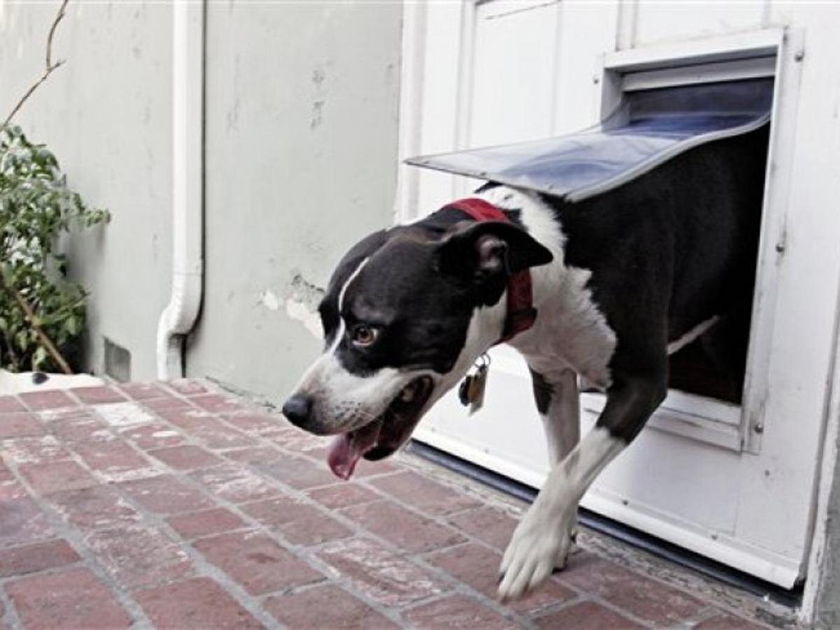 Do Not Enter Doggy Doors Can Invite Burglars And Unwanted Creatures Home Garden Nwitimes Com