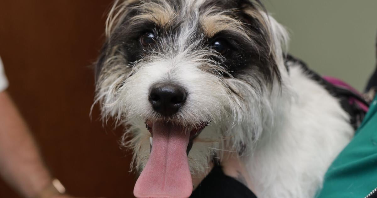 Good dental hygiene helps keep pets happy, healthy | Pets Good dental hygiene helps keep pets happy, healthy | Pets
