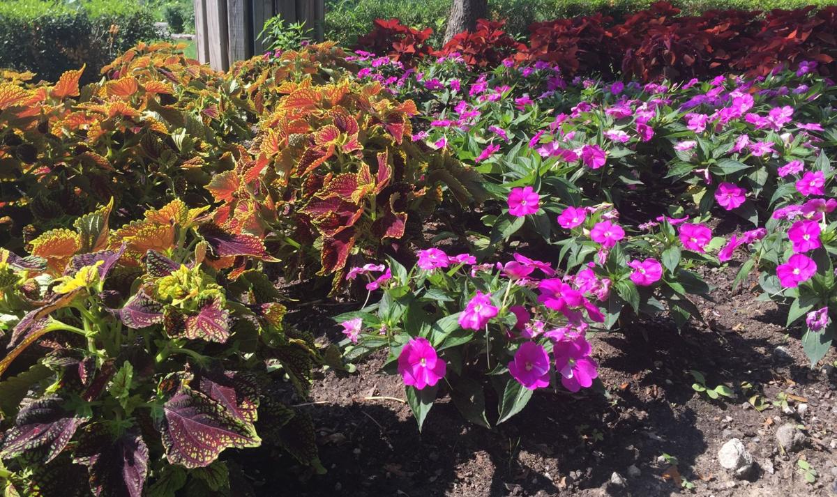 4 plants that grow well in the Region Home and Garden