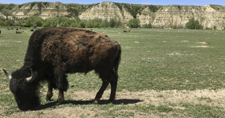 Woman injured in headon Yellowstone bison attack says yes to boyfriends hospital proposal Woman injured in headon Yellowstone bison attack says yes to boyfriends hospital proposal