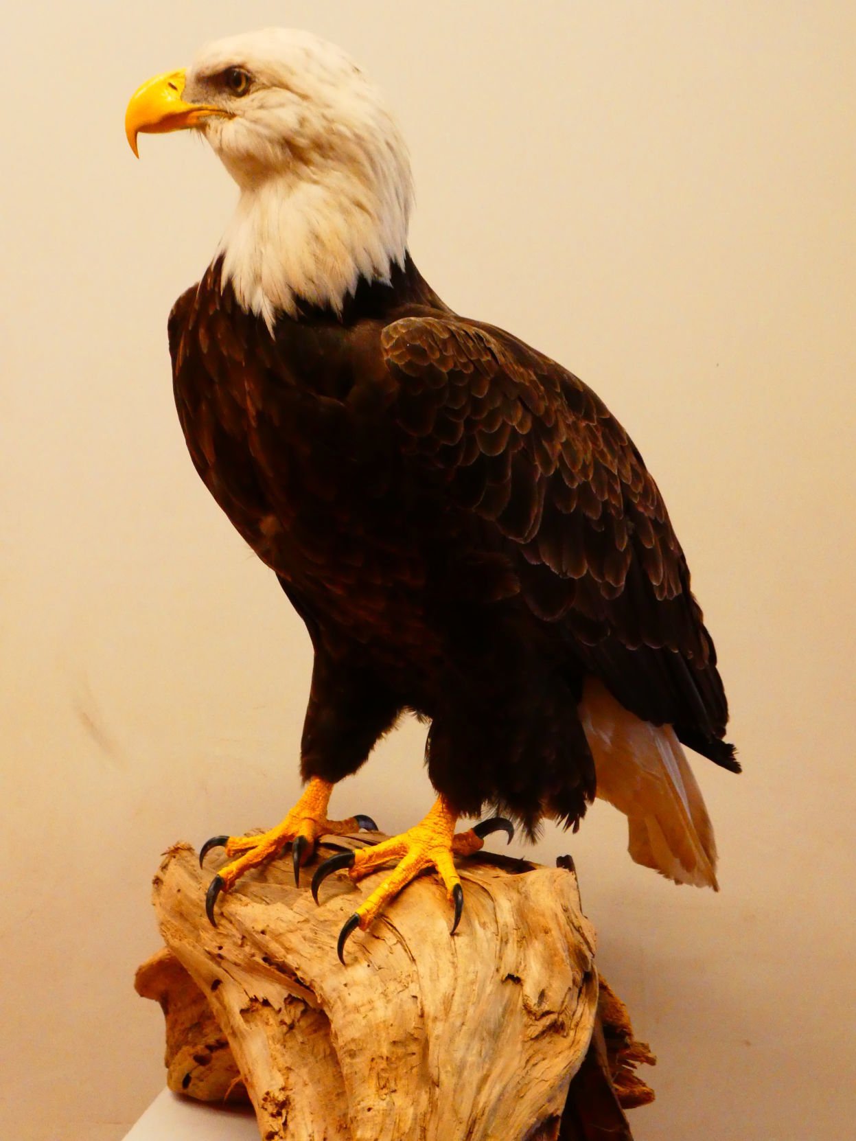 stuffed bald eagle for sale