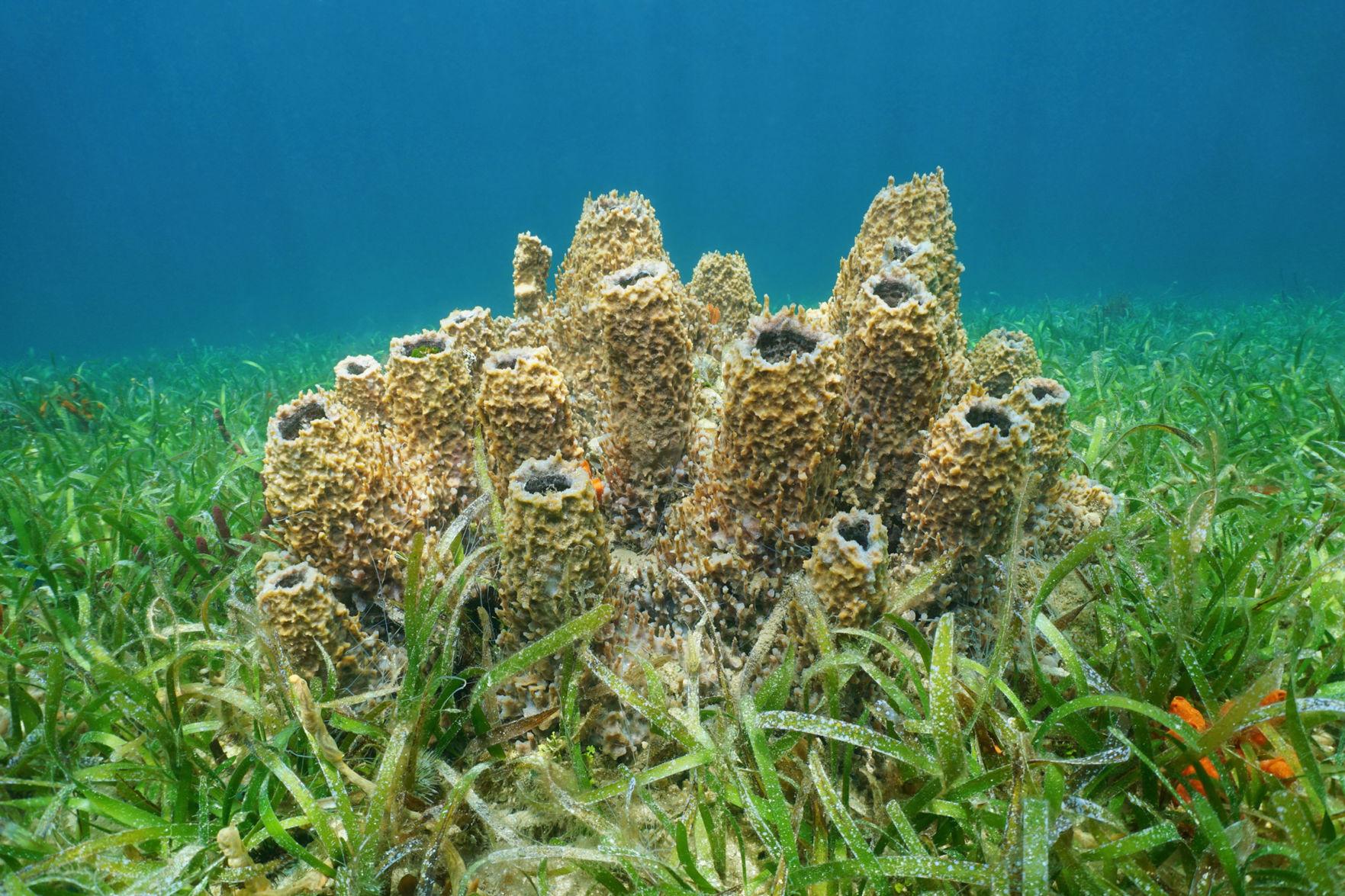 Sea sponges