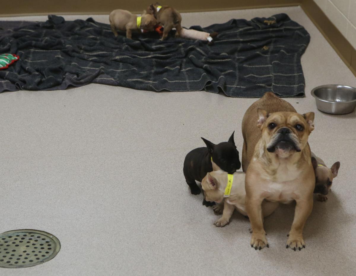 Seized dogs from a raid