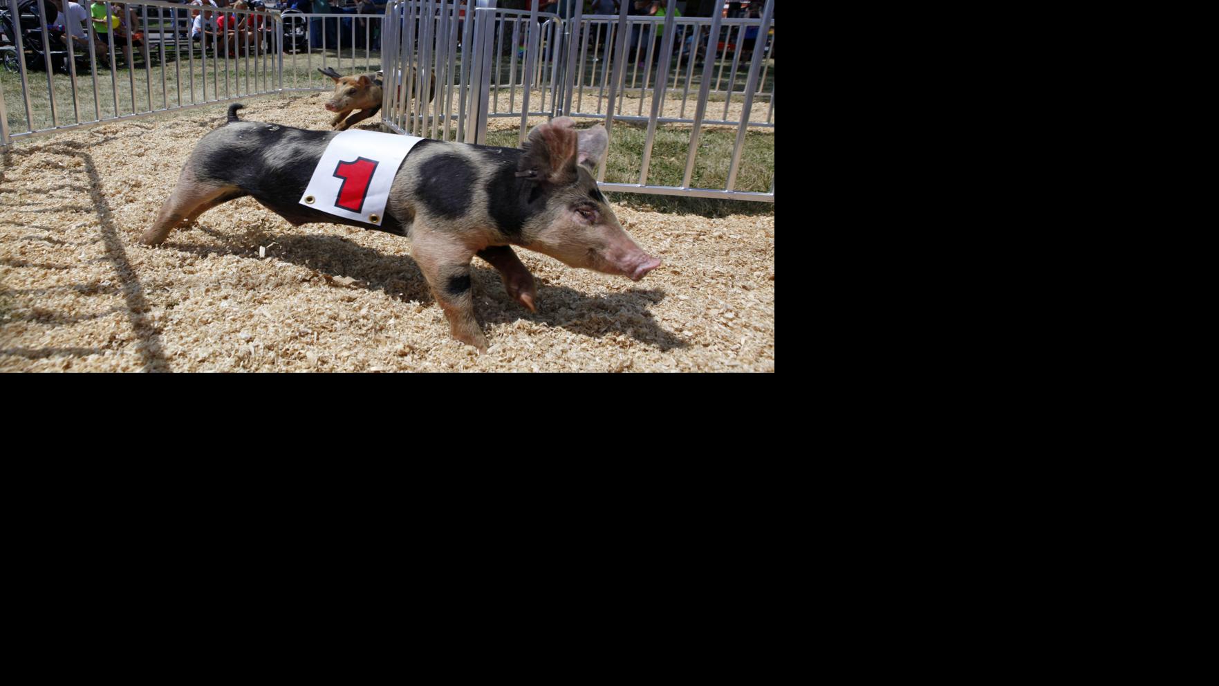 Pigs race to the finish at Lake County Fair Latest Headlines