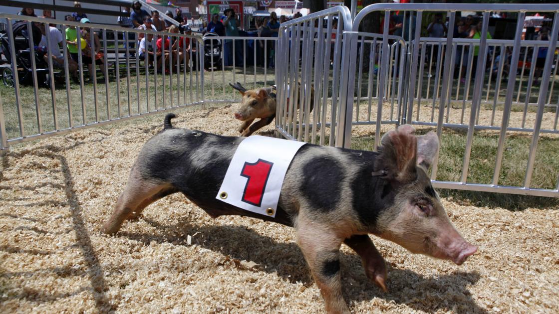 Pigs race to the finish at Lake County Fair | Latest Headlines ...