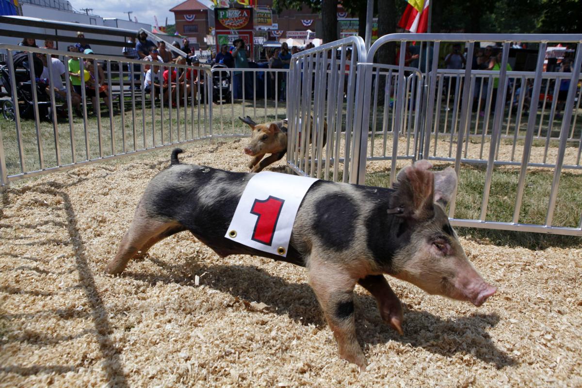Pigs Race To The Finish At Lake County Fair News
