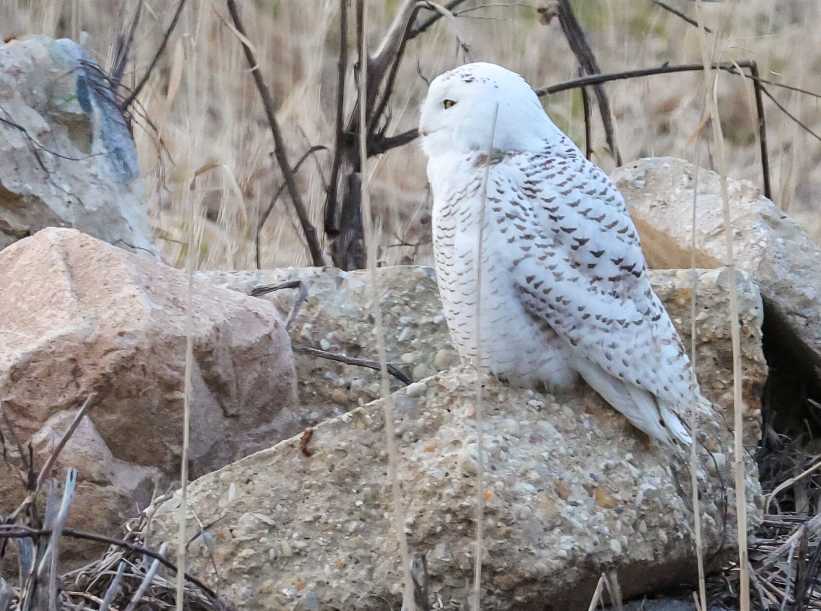 Snowy owl draws crowds in Chesterton