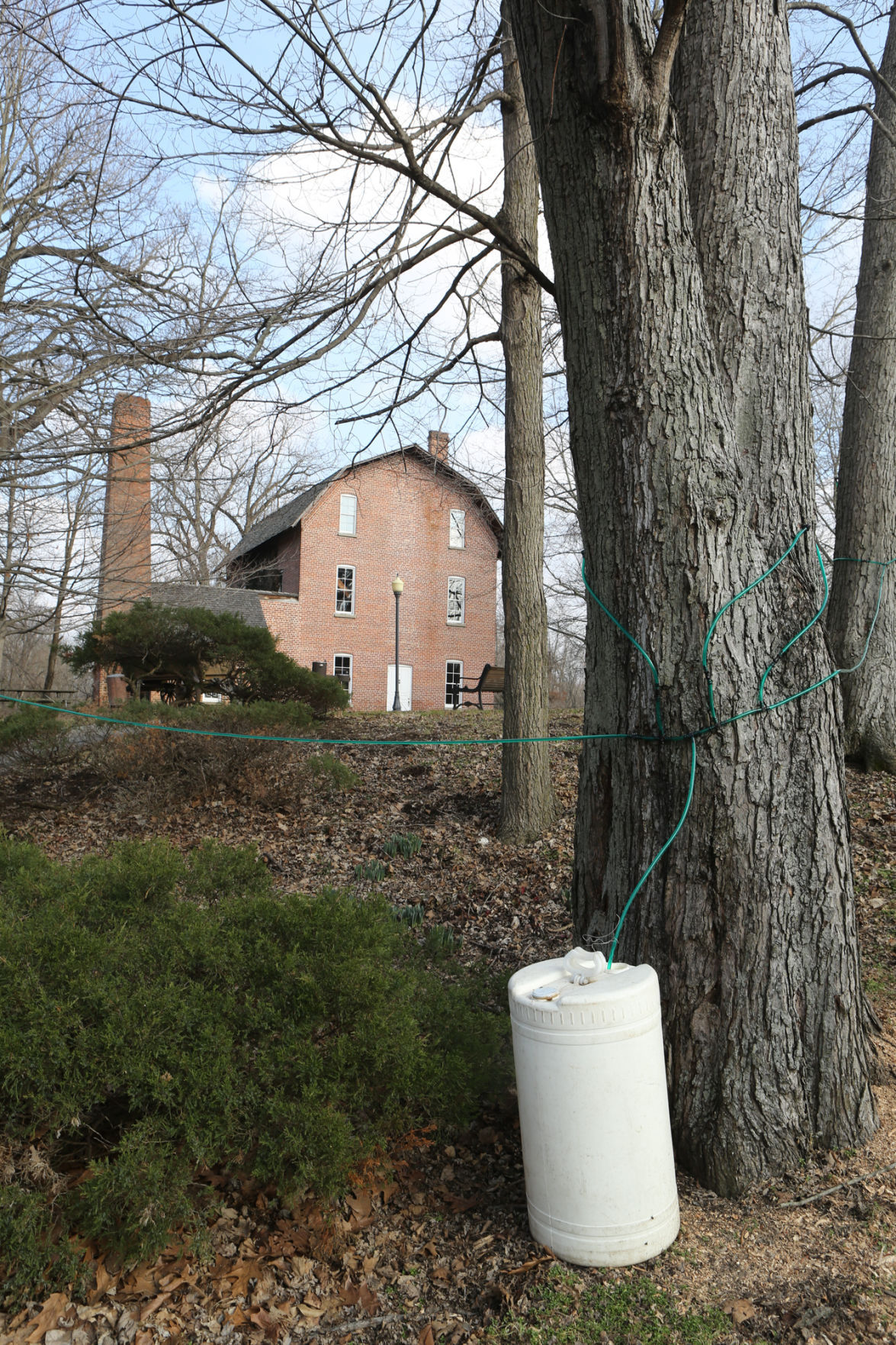 Maple Syrup Time